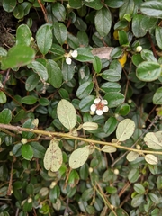 Cotoneaster morrisonensis