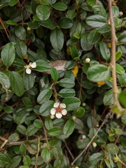 Cotoneaster morrisonensis