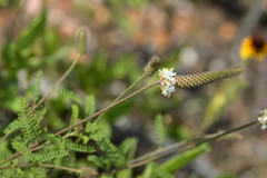 Dalea phleoides