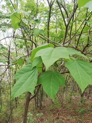 Gyrocarpus jatrophifolius
