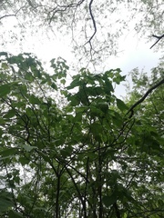 Gyrocarpus jatrophifolius