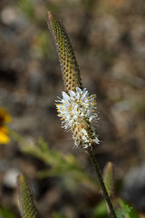 Dalea phleoides