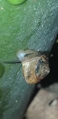 Helicina concentrica image