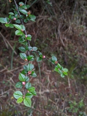 Cotoneaster apiculatus