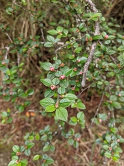 Cotoneaster apiculatus