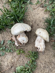 Agaricus bernardii