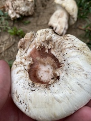 Agaricus bernardii