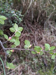 Cotoneaster apiculatus