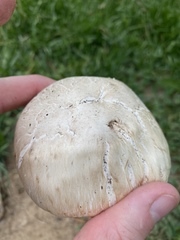 Agaricus bernardii