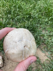 Agaricus bernardii