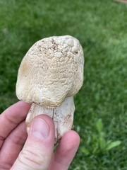 Agaricus bernardii