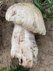 Agaricus bernardii