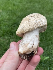 Agaricus bernardii