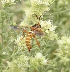 Opomydas townsendi