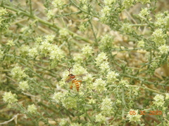 Opomydas townsendi