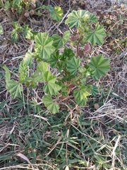 Malva parviflora