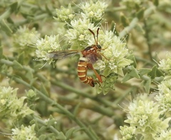 Opomydas townsendi
