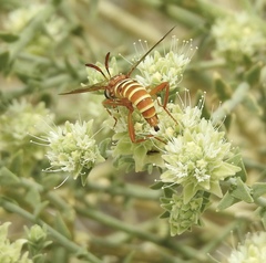 Opomydas townsendi