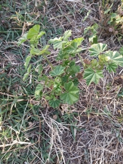 Malva parviflora