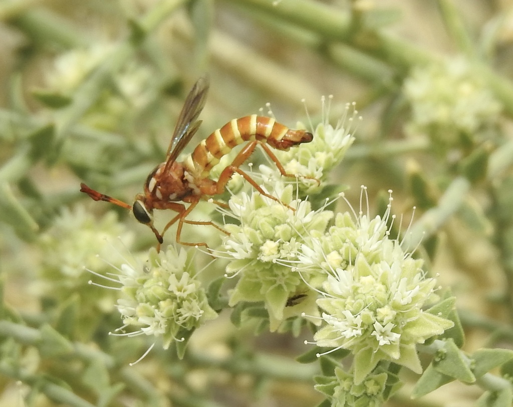 Opomydas townsendi