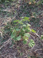 Malva parviflora