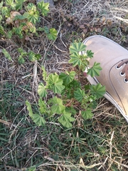 Malva parviflora