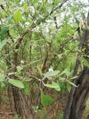Condamineeae