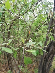 Condamineeae