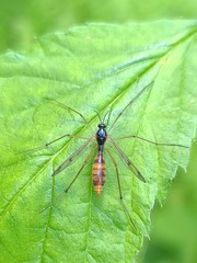 Ptychoptera quadrifasciata