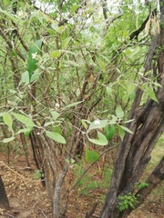Condamineeae