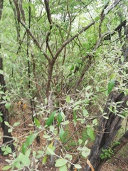Condamineeae