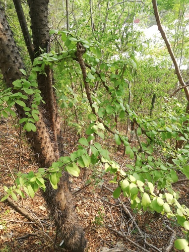 Leuenbergeria lychnidiflora (Leuenbergeria lychnidiflora)