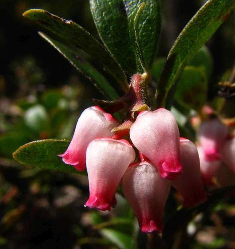 Arctostaphylos uva-ursi