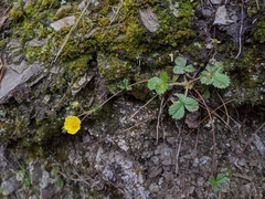Potentilla matsumurae