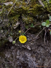 Potentilla matsumurae