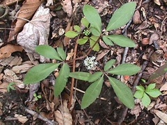 Panax trifolius
