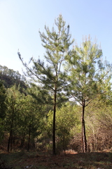 Pinus greggii