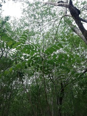 Comocladia macrophylla