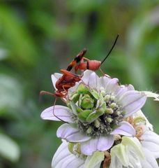 Compsocryptus texensis