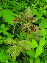 Rubus laciniatus