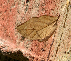 Kallima inachus