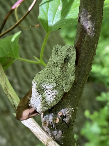 Gray Treefrog Species Complex photographed in Delaware