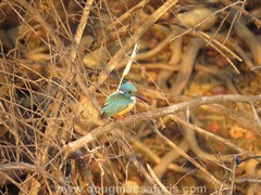 Alcedo semitorquata