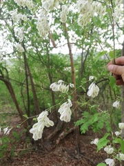 Podopterus mexicanus