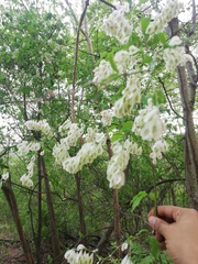 Podopterus mexicanus