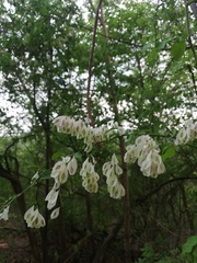 Podopterus mexicanus