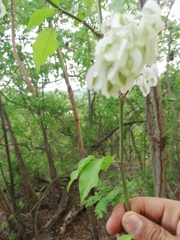 Podopterus mexicanus