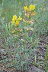 Thermopsis lanceolata