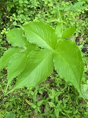 Pinellia tripartita