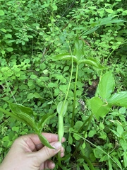 Pinellia tripartita